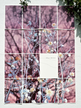 ☼ ADELE DIPASQUALE ☽
	