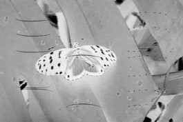 ☼ ADELE DIPASQUALE ☽
	