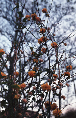 ☼ ADELE DIPASQUALE ☽
	