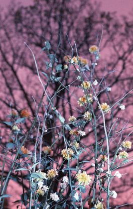 ☼ ADELE DIPASQUALE ☽
	