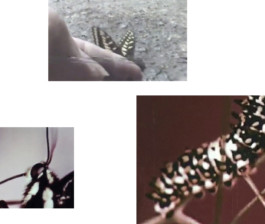 ☼ ADELE DIPASQUALE ☽
	