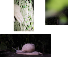 ☼ ADELE DIPASQUALE ☽
	