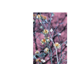 ☼ ADELE DIPASQUALE ☽
	