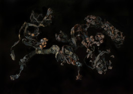 ☼ ADELE DIPASQUALE ☽